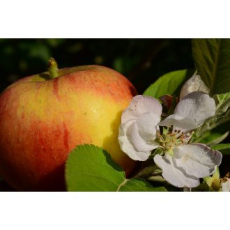 Jabłoń Ligol