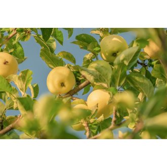 Jabłoń Oliwka Żółta