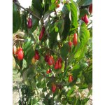 Owoce derenia jadalnego - czerwone