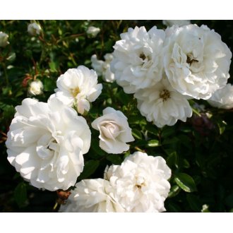 Róża okrywowa biała