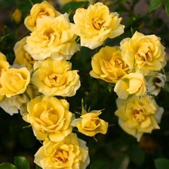 Róża okrywowa żółta