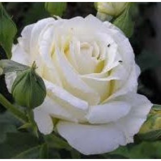 Róża pienna wielkokwiatowa biała