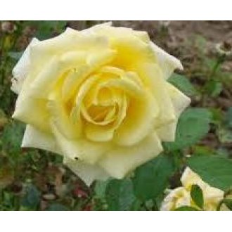 Róża pienna wielkokwiatowa żółta