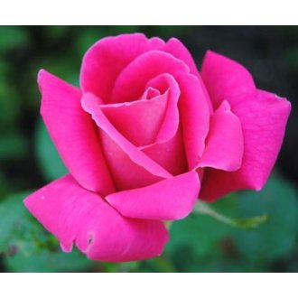 Róża pienna wielkokwiatowa różowa