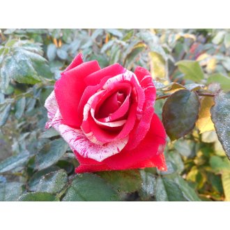Róża pienna wielkokwiatowa czerwona w białe paski