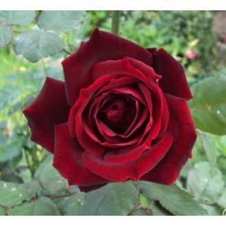 Róża pienna wielkokwiatowa bordowa