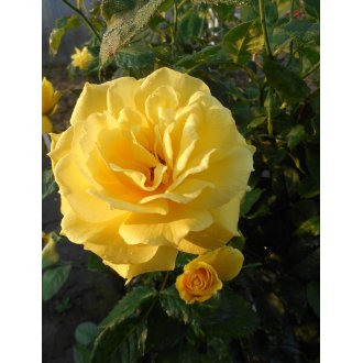 Róża pienna wielokwiatowa żółta