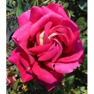 Róża wielkokwiatowa purpurowo - żółta