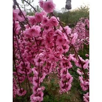 Brzoskwinia pendula Pink Cascade