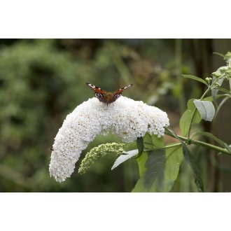 Budleja Davida White Profusion