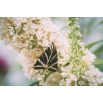 Budleja Davida White Profusion