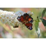 Budleja Davida White Profusion