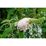 Budleja Davida White Profusion