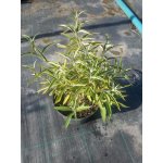 Budleja Davida White Profusion