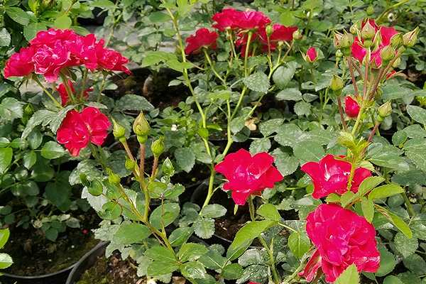 Róża okrywowa Czerwona sadzonka