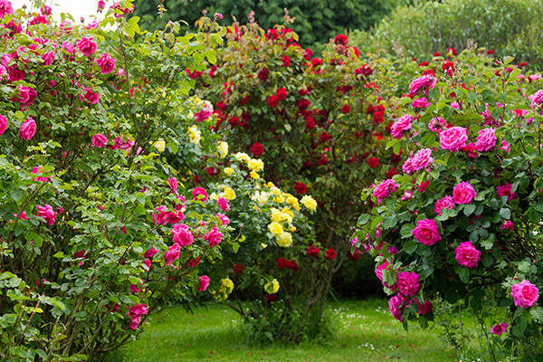 Róże parkowe sadzonki
