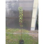 Grusza Red Faworytka w doniczce