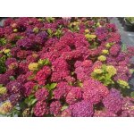 Hortensja ogrodowa Royal Red