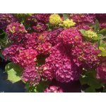 Hortensja ogrodowa Royal Red