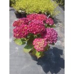 Hortensja ogrodowa Royal Red