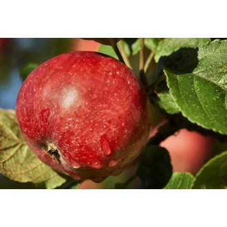 Jabłoń Delicates