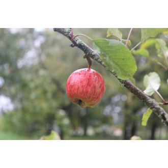 Jabłoń Grafsztynek