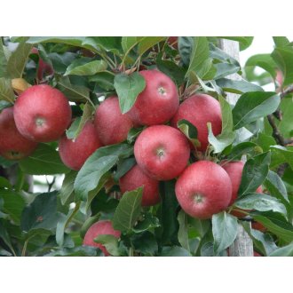 Jabłoń Malinowa