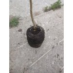 Jabłoń Zimnieje Limonnoje w doniczce