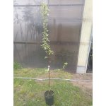 Jabłoń Złota Reneta w doniczce
