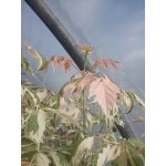 Klon "Flamingo" na pniu