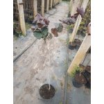 Leszczyna południowa "Purpurea"