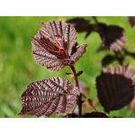 Leszczyna południowa "Purpurea"