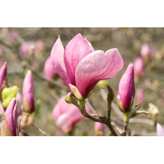 Magnolia Betty