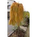 Modrzew europejski "Pendula"