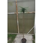 Modrzew europejski "Pendula"