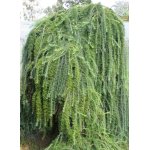 Modrzew europejski "Pendula"