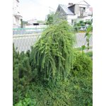 Modrzew europejski "Pendula"