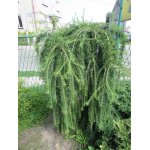 Modrzew europejski "Pendula"