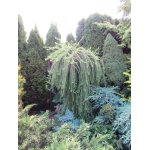 Modrzew europejski "Pendula"