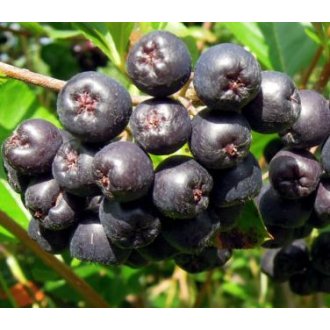 Owoce aronii czarnej