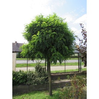 Robinia akacjowa "Umbraculifera"
