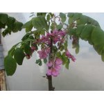 Robinia szczeciniasta Macrophylla