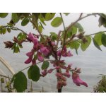 Robinia szczeciniasta Macrophylla