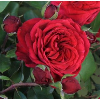 Róża parkowa bordowa