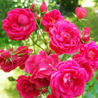 Róża parkowa różowa