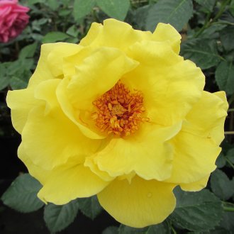 Róża parkowa żółta