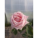 Róża pienna wielkokwiatowa jasnoróżowa