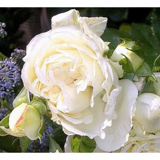 Róża rabatowa biała