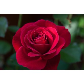 Róża rabatowa bordowa