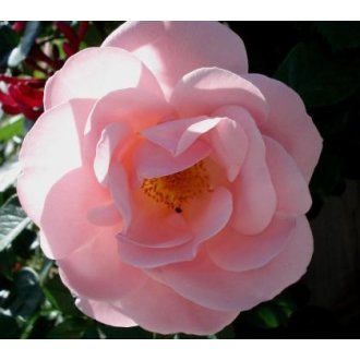 Róża rabatowa różowa